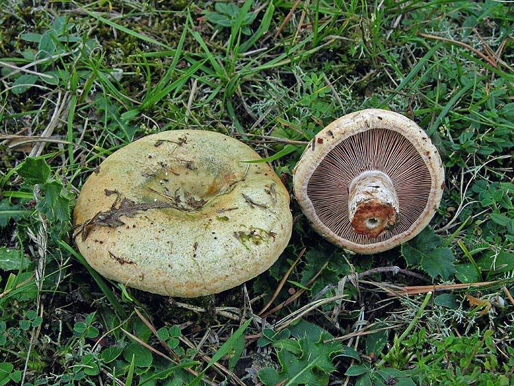 Image hosted by Photobucket.com