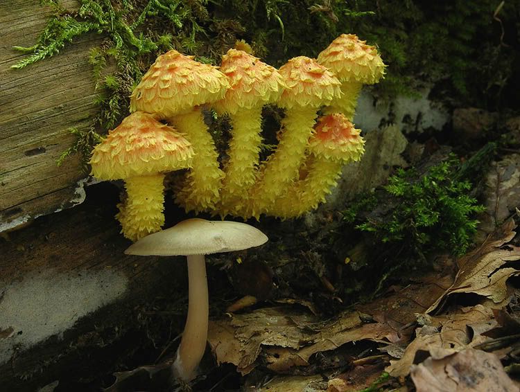 Image hosted by Photobucket.com