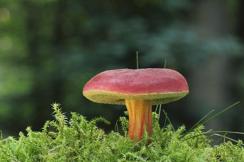  photo rotfilz_zps699e3114.jpg