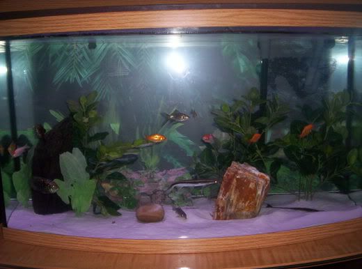 http://img.photobucket.com/albums/v464/Nedim/100_3070.jpg