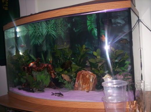 http://img.photobucket.com/albums/v464/Nedim/100_3257.jpg