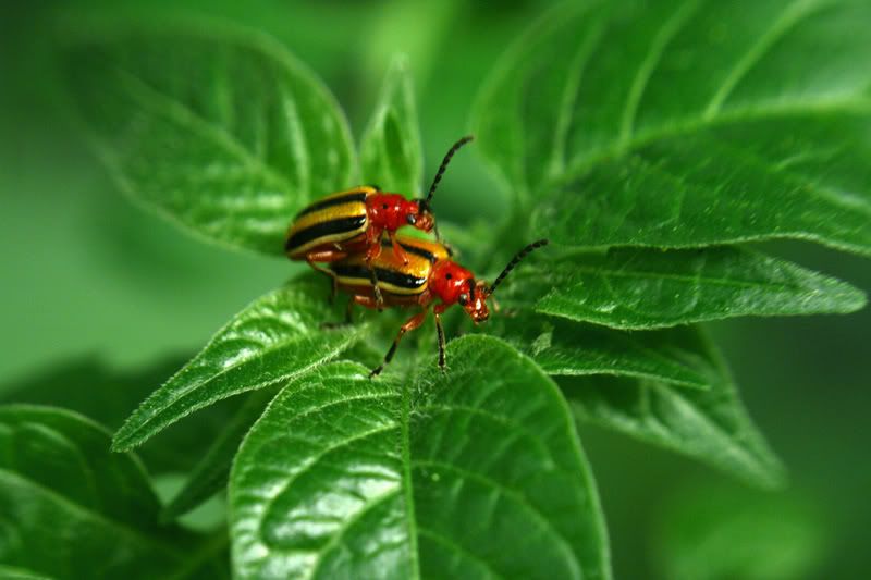 IMAGE: http://img.photobucket.com/albums/v465/Coppatop/Rocky%20Horror/new%20pics/bugsb1.jpg