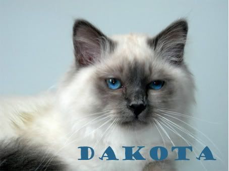 Dakota.jpg