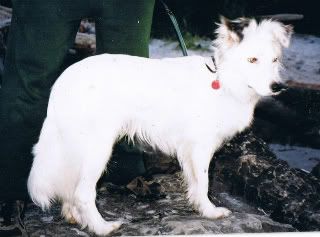 Border Collie Heeler