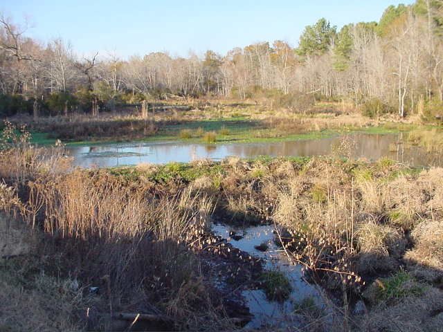 beaverpond1.jpg