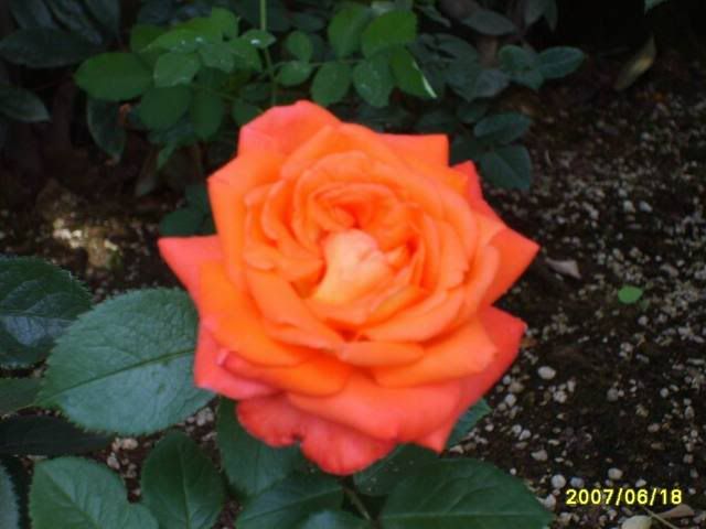 rosa Pictures, Images and Photos