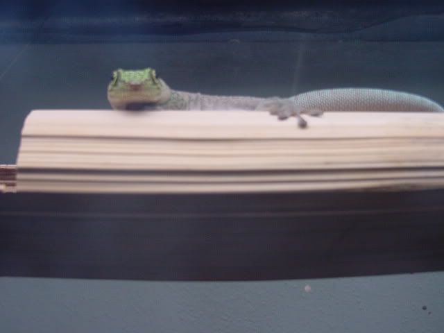 DSC00038.jpg