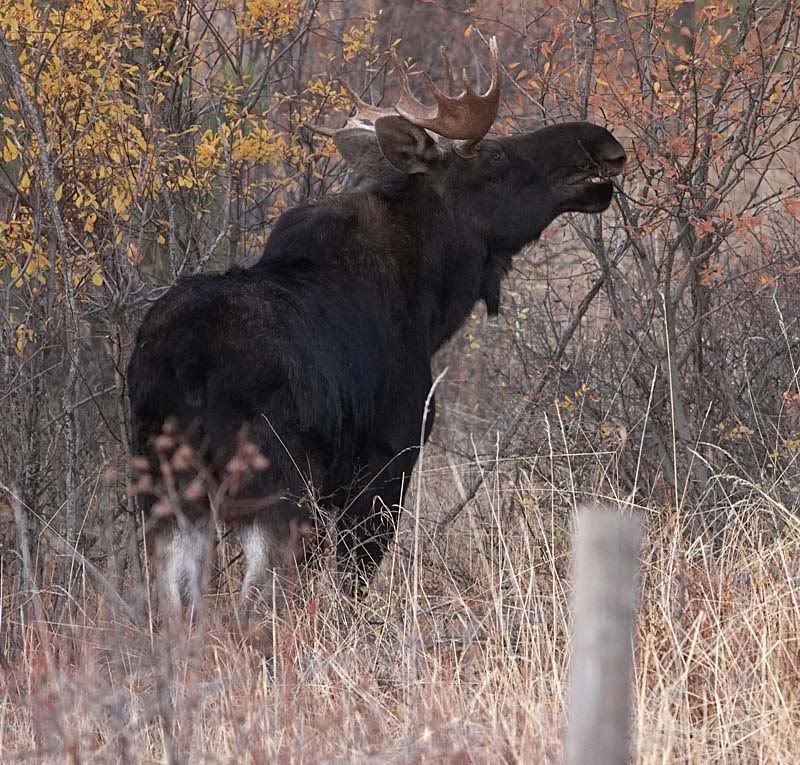 moose-rearview.jpg