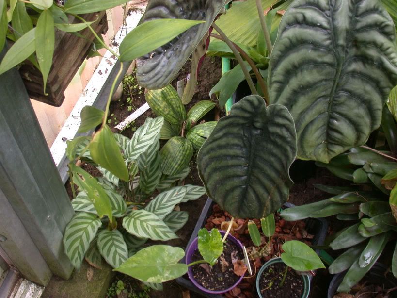 Licualamapu.jpg