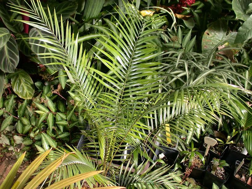 DSCN5658.jpg