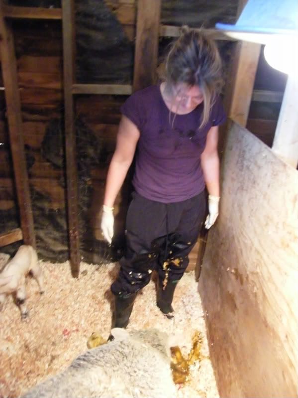 I delivered my first! - Sheep