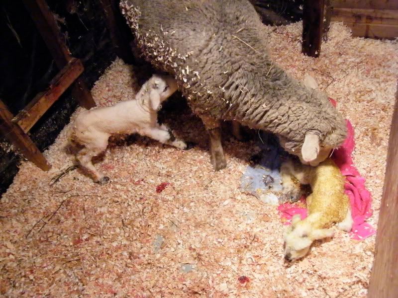 I delivered my first! - Sheep