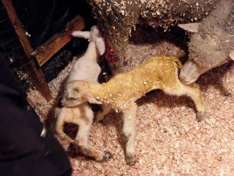 I delivered my first! - Sheep