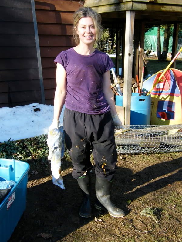 I delivered my first! - Sheep