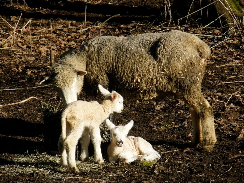 I delivered my first! - Sheep