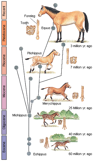 Evolution Of The Horse. evolution of the horse,