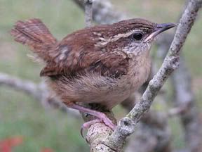 carolina wren nest house wren house wren nest if you