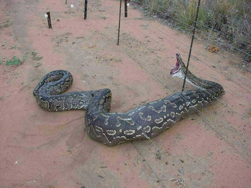 bigsnake.jpg