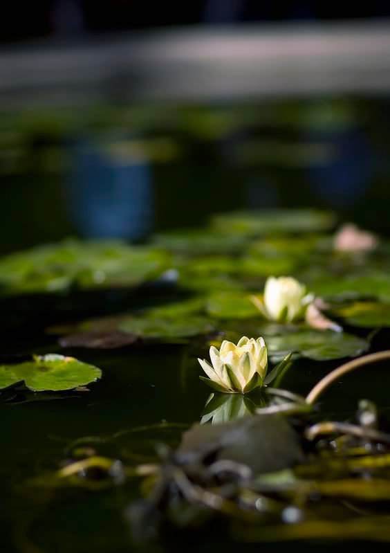 IMAGE: http://img.photobucket.com/albums/v467/airbutchie/Photography/_B3E0735.jpg