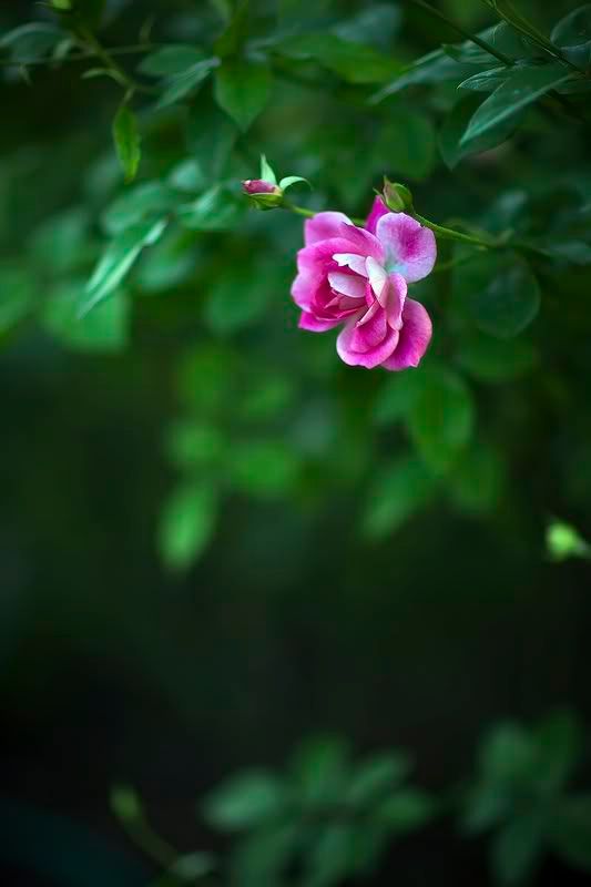 IMAGE: http://img.photobucket.com/albums/v467/airbutchie/Photography/_B3E1061.jpg