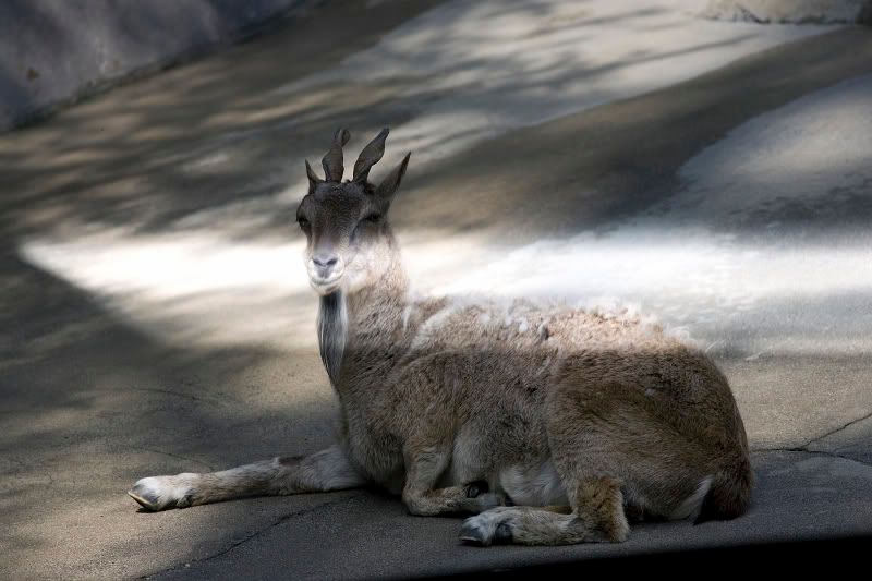 IMAGE: http://img.photobucket.com/albums/v467/airbutchie/Various%20Images/banding01.jpg