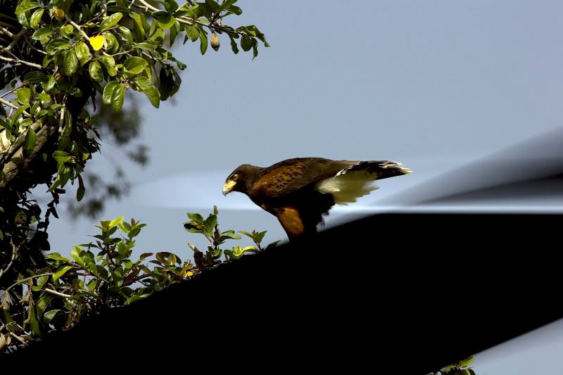 IMAGE: http://img.photobucket.com/albums/v467/airbutchie/Various%20Images/banding04.jpg