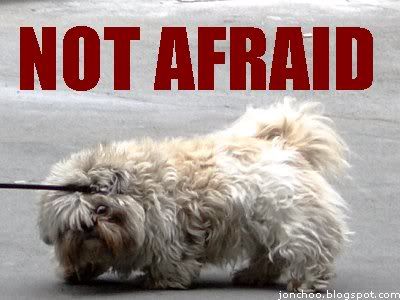 Not Afraid Pup