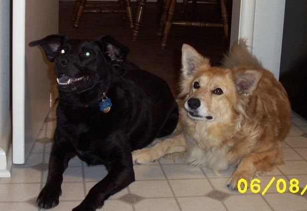 doggers.jpg