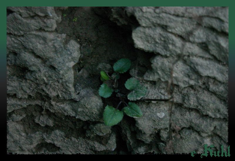 IMAGE: http://img.photobucket.com/albums/v467/paintballa01/IMG_9216copy.jpg