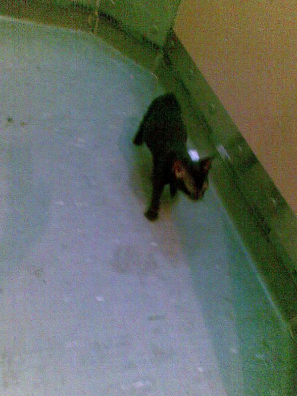 Photo Sharing and Video Hosting at Photobucket