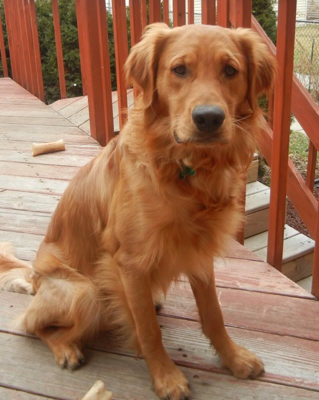 Looking for Working/FieldLine Golden Breeder in the MidWest area