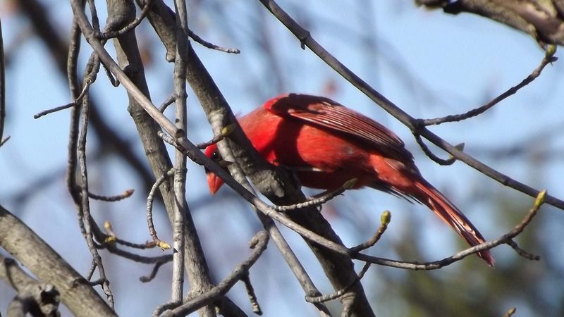 Animal%20-%20Bird%20-%20Cardinal-DSCF5577_zpsqxliuo98.jpg