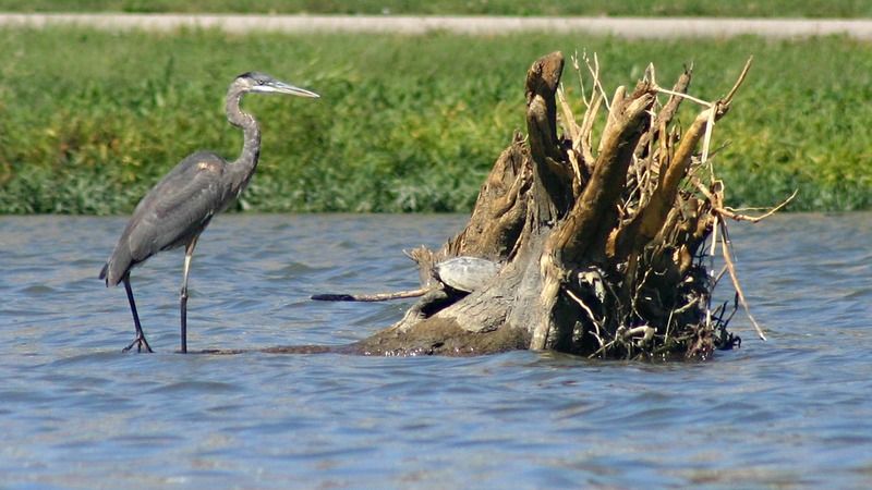 Animal%20-%20Bird%20-%20Heron%20On%20Great%20Miami%20At%20Riverscape-IMG_2837_zpsybp2vhzp.jpg