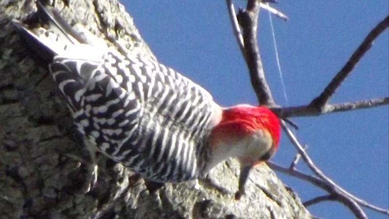 Animal%20-%20Bird%20-%20Woodpecker-DSCF5133B_zps3znlvyvj.jpg