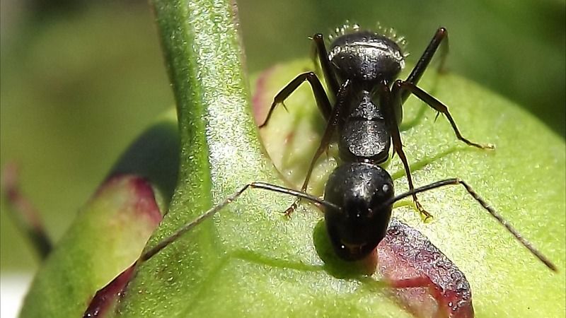 Animal%20-%20Insect%20-%20Ant-DSCF1872_zpsmjhcbn7w.jpg