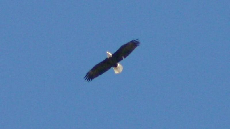 Animal-Bird-BaldEagle-IMG_4534.jpg