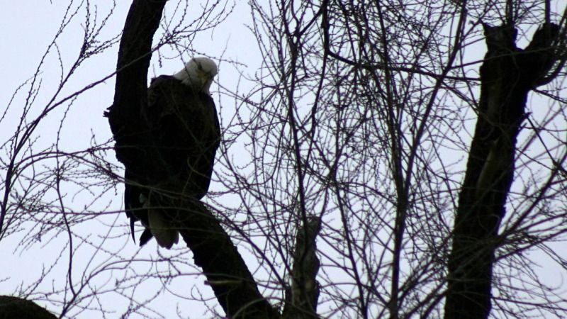 Animal-Bird-BaldEagleOnMadRiverAtWebster-IMG_5361A.jpg