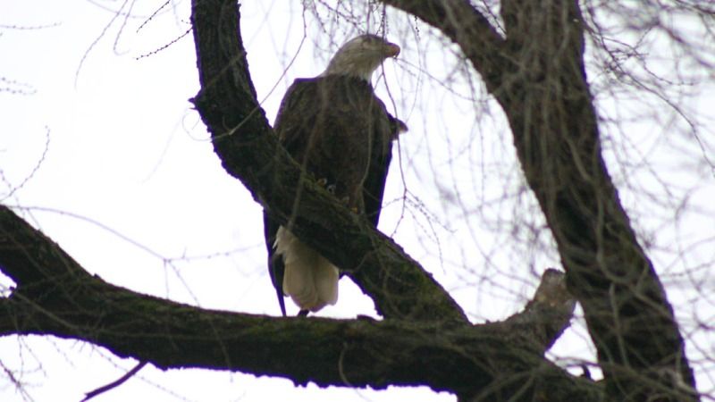 Animal-Bird-BaldEagleOnMadRiverAtWebster-MG_5369.jpg