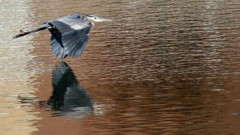 Animal-Bird-HeronOnGreatMiamiAtRiverscape-IMG_5761.jpg