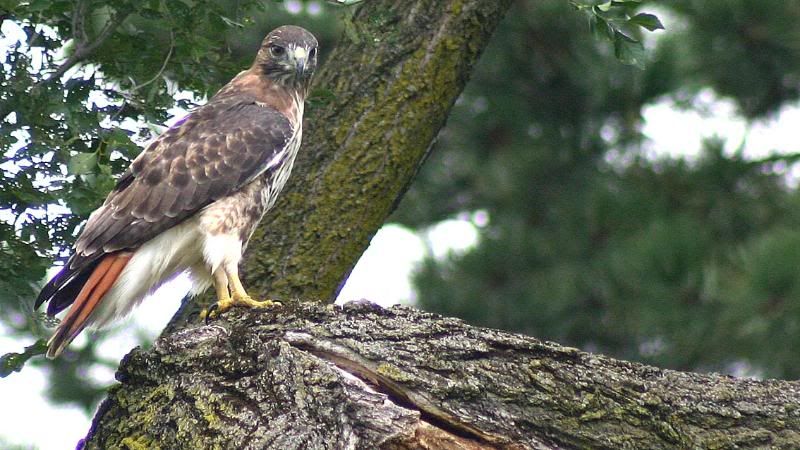 Animal-Bird-Raptor-RedTail-IMG_3478.jpg