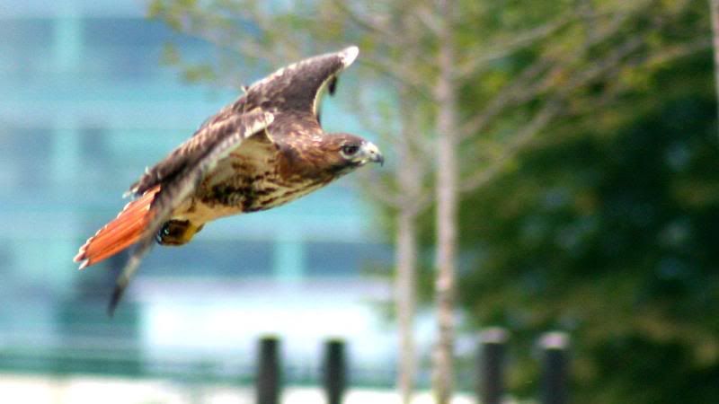 Animal-Bird-Raptor-RedTailOnGreatMiamiAtRiverside-IMG_3476.jpg