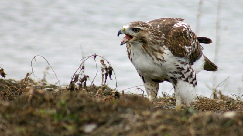 Animal-Bird-RaptorOnMadRiverAtDCA-IMG_5577.jpg