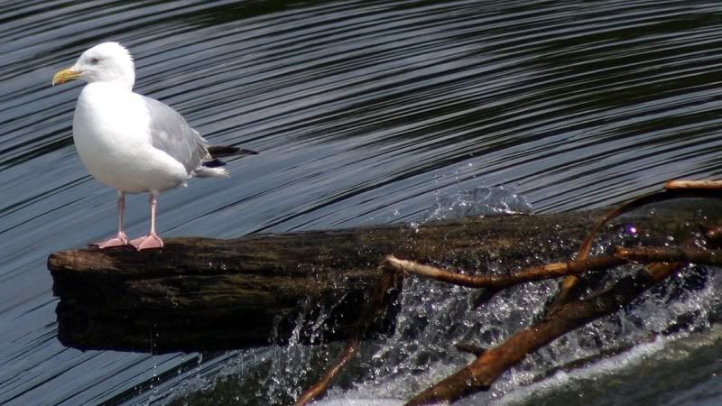 Animal-Bird-Tern-IMG_8914B.jpg