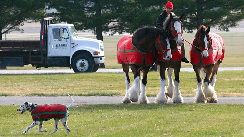 Animal-Horse-Clyde-IMG_5176.jpg