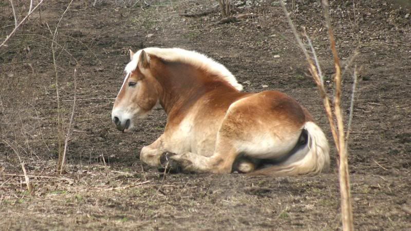 Animal-HorseOnUpperRiverRdBurg-IMG_6931_zps71dbce34.jpg