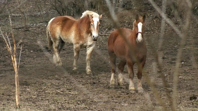 Animal-HorseOnUpperRiverRdBurg-IMG_6932_zpsbd17ed5f.jpg