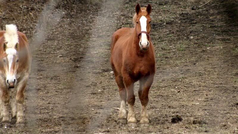 Animal-HorseOnUpperRiverRdBurg-IMG_6933_zps66cf27db.jpg