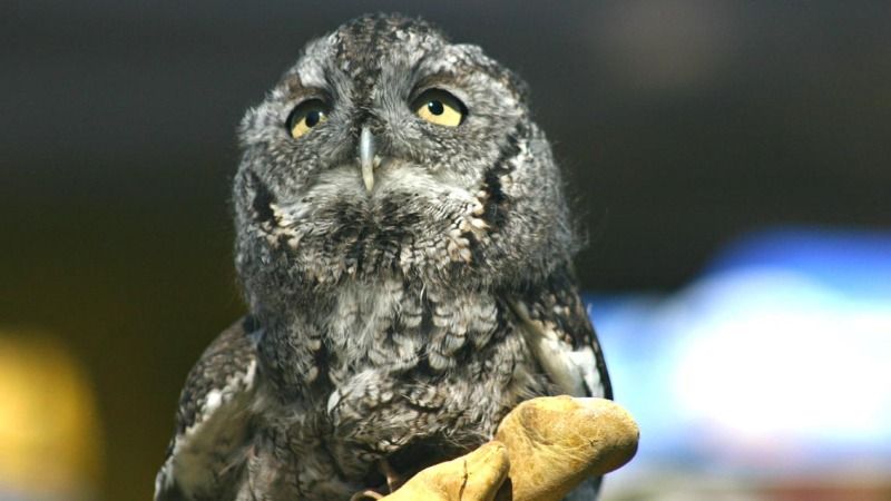 Cyclist-Out-Animal-Bird-Owl090612-IMG_3481.jpg