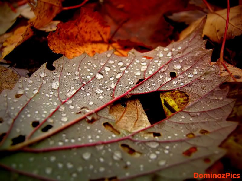 IMAGE: http://img.photobucket.com/albums/v468/Domino81/FallDewcopy.jpg