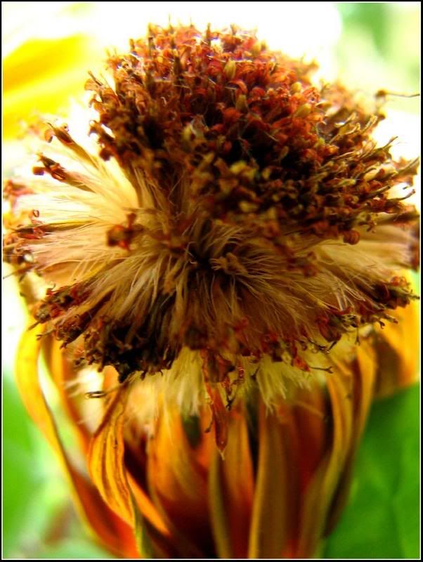 IMAGE: http://img.photobucket.com/albums/v468/Domino81/IMG_41462.jpg